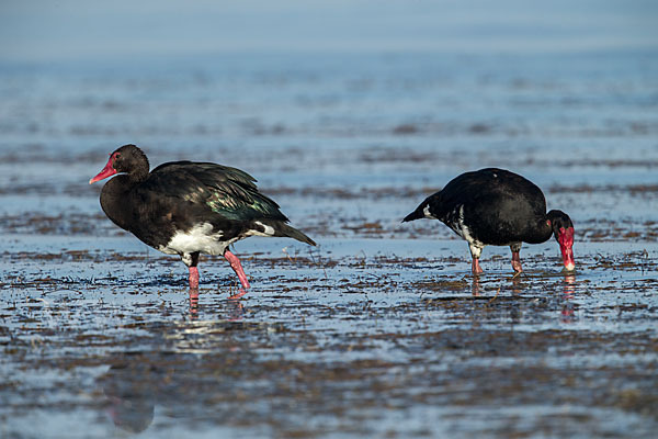 Sporngans (Plectropterus gambensis)