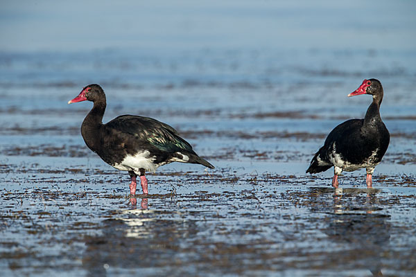 Sporngans (Plectropterus gambensis)