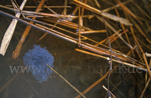 Springfrosch (Rana dalmatina)