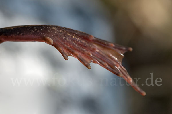 Springfrosch (Rana dalmatina)