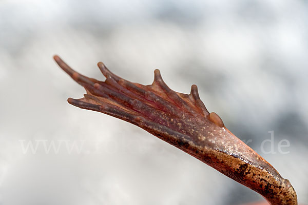 Springfrosch (Rana dalmatina)