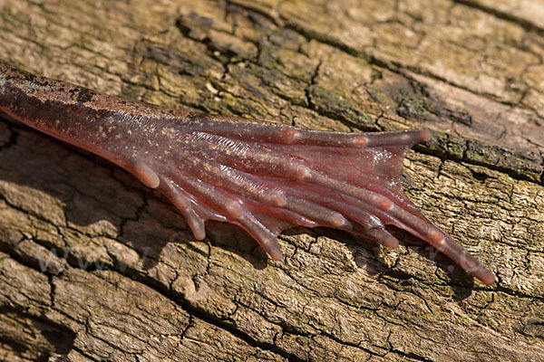 Springfrosch (Rana dalmatina)