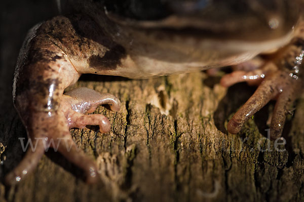 Springfrosch (Rana dalmatina)