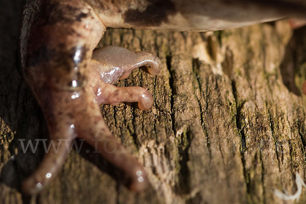 Springfrosch (Rana dalmatina)