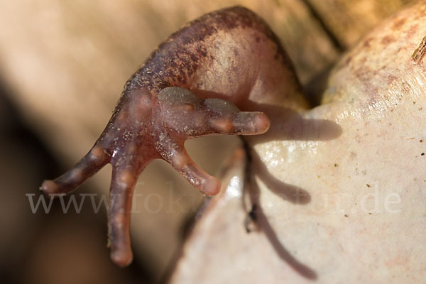 Springfrosch (Rana dalmatina)