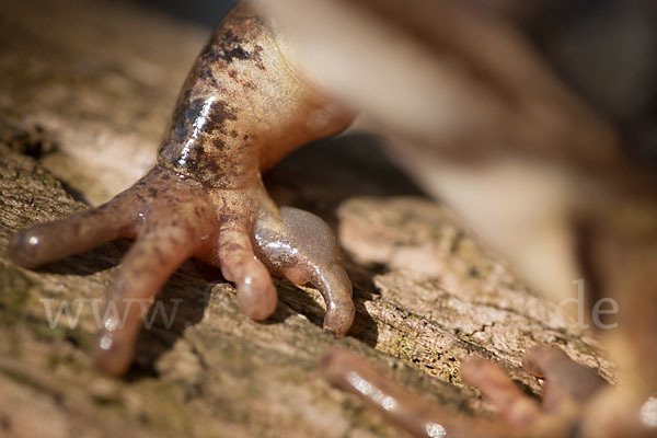 Springfrosch (Rana dalmatina)