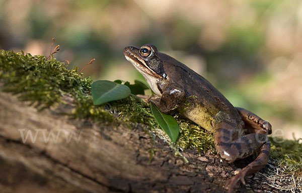 Springfrosch (Rana dalmatina)