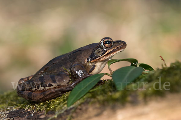 Springfrosch (Rana dalmatina)