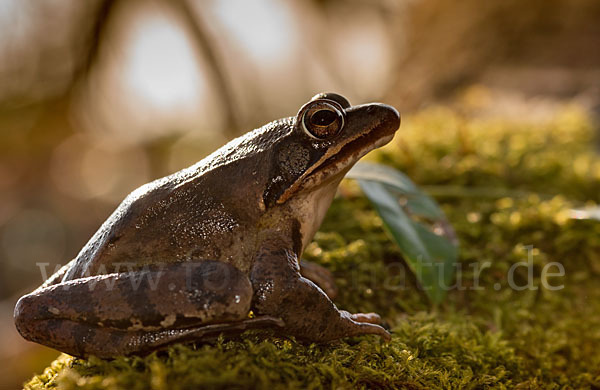 Springfrosch (Rana dalmatina)