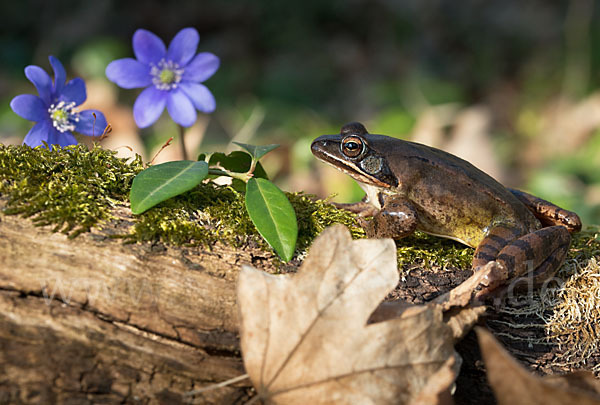 Springfrosch (Rana dalmatina)