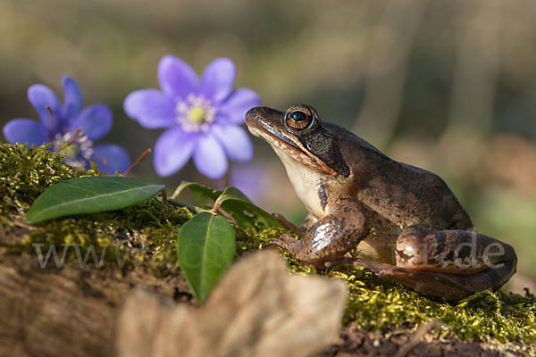 Springfrosch (Rana dalmatina)