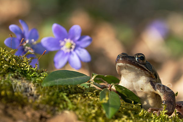 Springfrosch (Rana dalmatina)