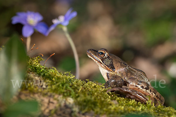 Springfrosch (Rana dalmatina)