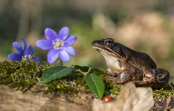 Springfrosch (Rana dalmatina)