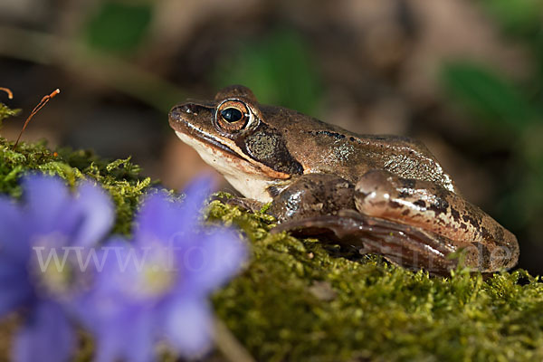 Springfrosch (Rana dalmatina)