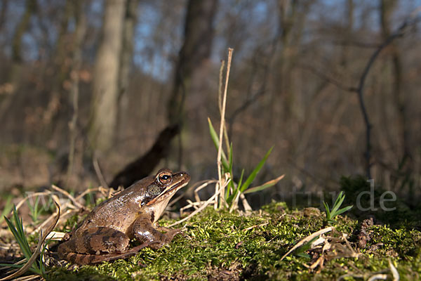 Springfrosch (Rana dalmatina)