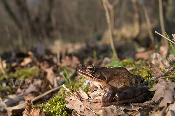 Springfrosch (Rana dalmatina)