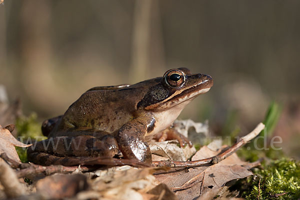 Springfrosch (Rana dalmatina)