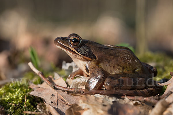 Springfrosch (Rana dalmatina)