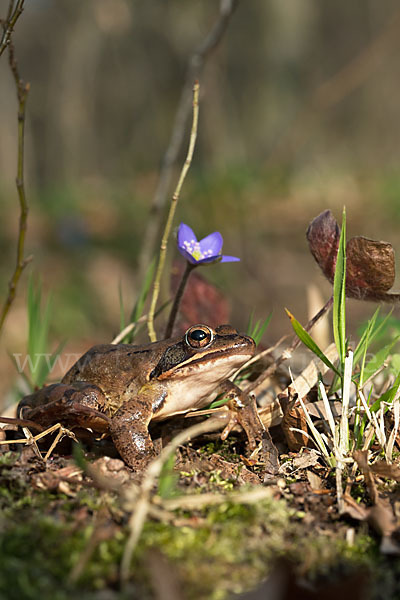 Springfrosch (Rana dalmatina)