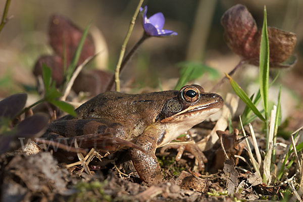 Springfrosch (Rana dalmatina)