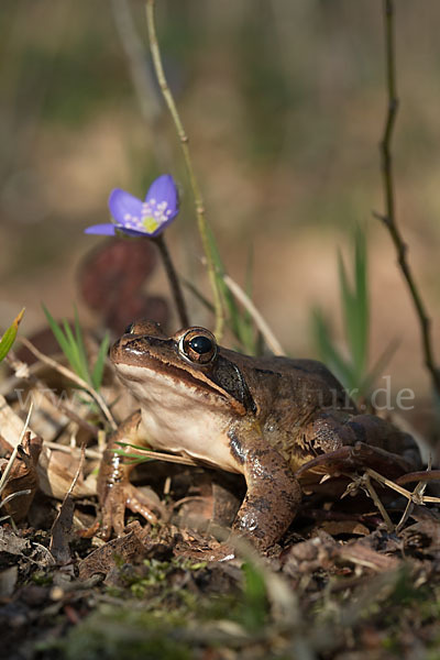 Springfrosch (Rana dalmatina)