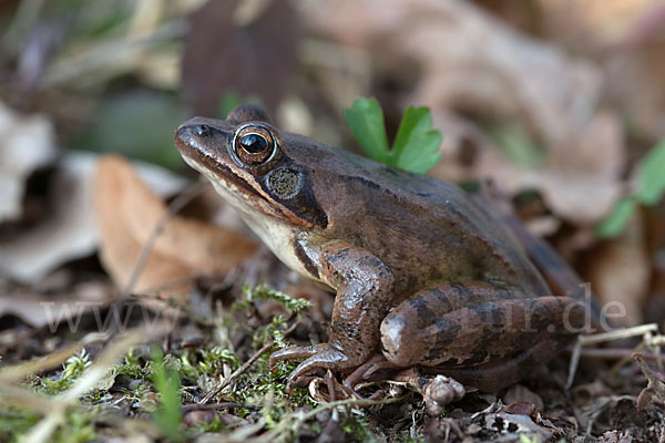 Springfrosch (Rana dalmatina)