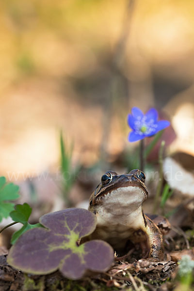 Springfrosch (Rana dalmatina)