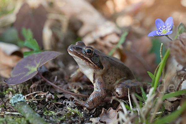 Springfrosch (Rana dalmatina)