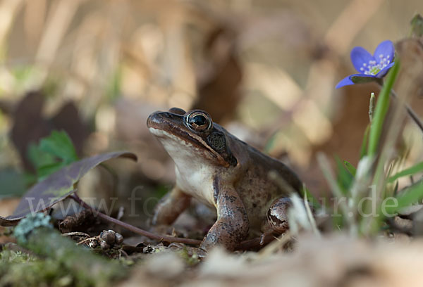 Springfrosch (Rana dalmatina)