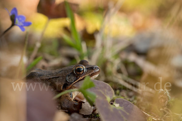 Springfrosch (Rana dalmatina)