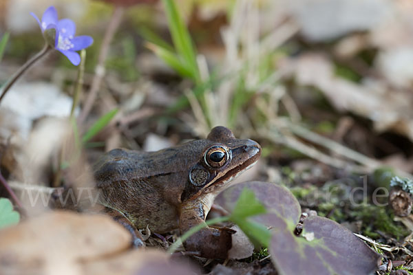 Springfrosch (Rana dalmatina)