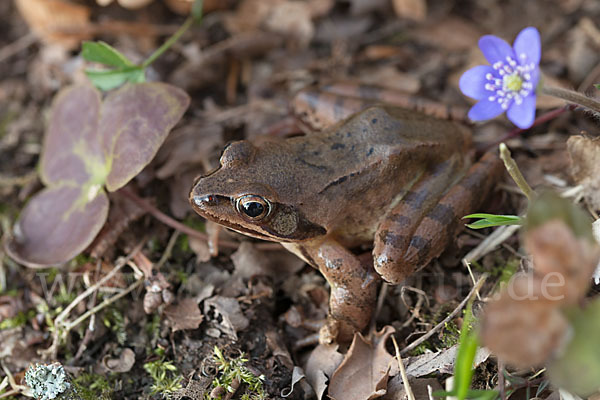 Springfrosch (Rana dalmatina)