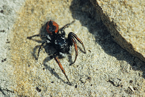 Springspinne (Philaeus chrysops)