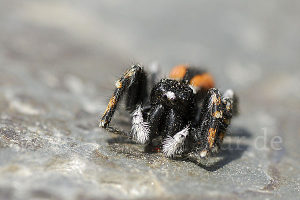 Springspinne (Philaeus chrysops)