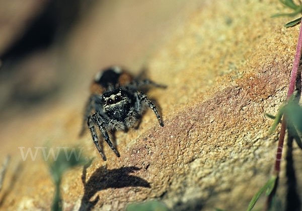 Springspinne spec. (Salticus spec.)