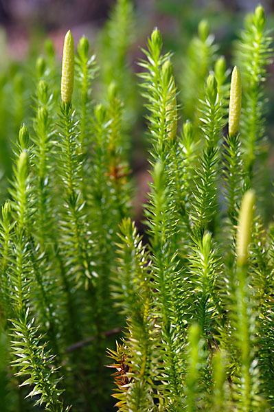 Sprossender Bärlapp (Lycopodium annotinum)