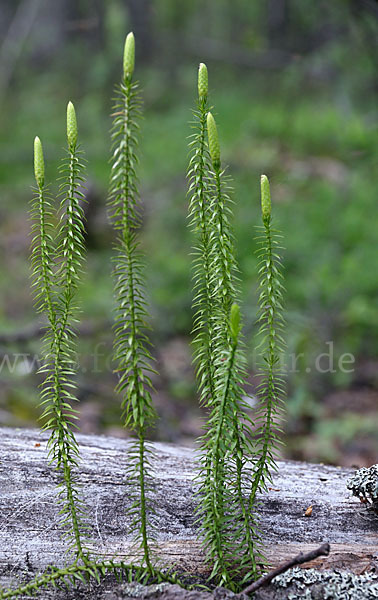 Sprossender Bärlapp (Lycopodium annotinum)