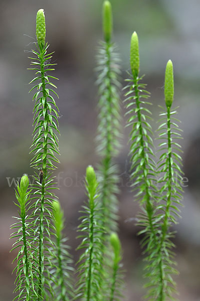 Sprossender Bärlapp (Lycopodium annotinum)