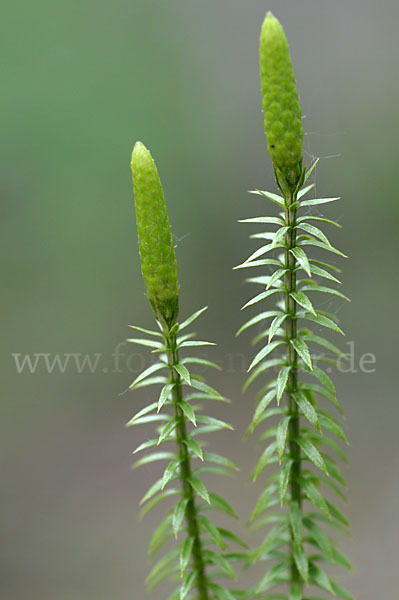 Sprossender Bärlapp (Lycopodium annotinum)