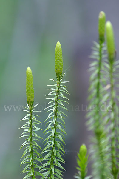 Sprossender Bärlapp (Lycopodium annotinum)