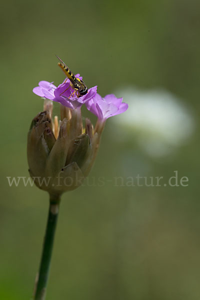 Sprossendes Nelkenköpfchen (Petrorhagia prolifera)