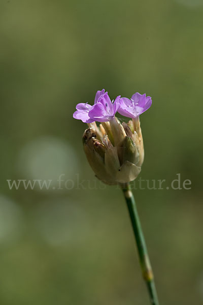 Sprossendes Nelkenköpfchen (Petrorhagia prolifera)