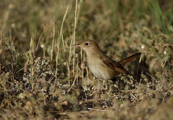 Sprosser (Luscinia luscinia)