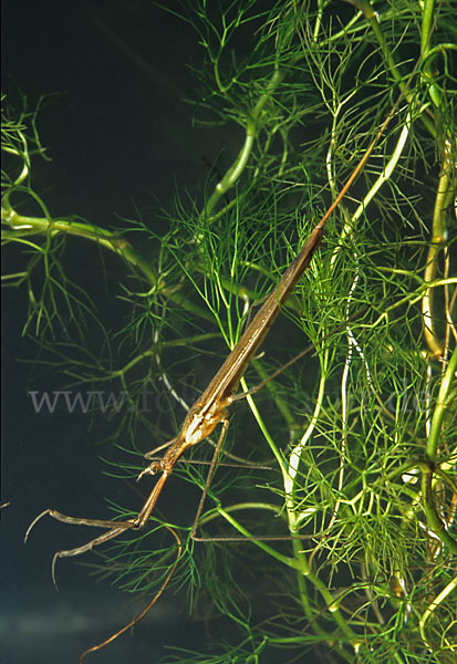 Stabwanze (Ranatra linearis)