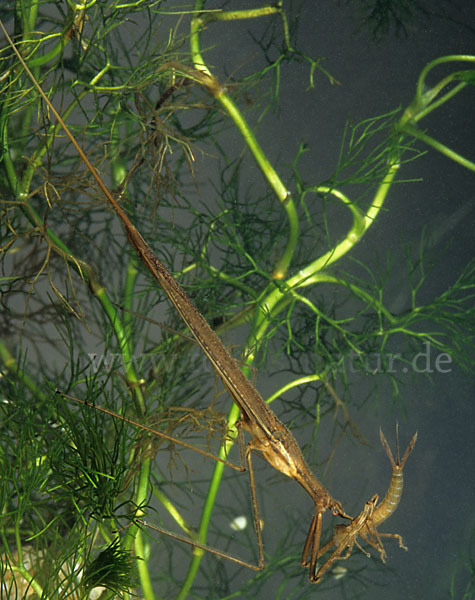 Stabwanze (Ranatra linearis)