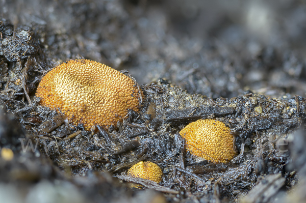 Stachelige Hirschtrüffel (Elaphomyces muricatus)