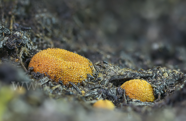 Stachelige Hirschtrüffel (Elaphomyces muricatus)