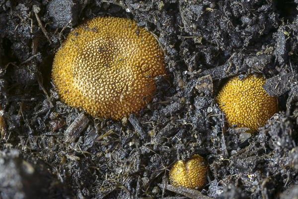 Stachelige Hirschtrüffel (Elaphomyces muricatus)