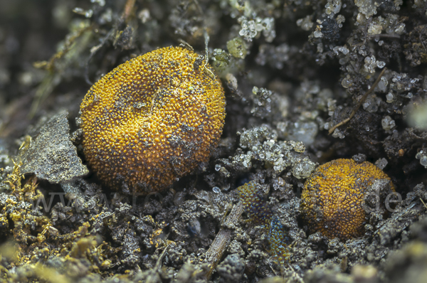 Stachelige Hirschtrüffel (Elaphomyces muricatus)